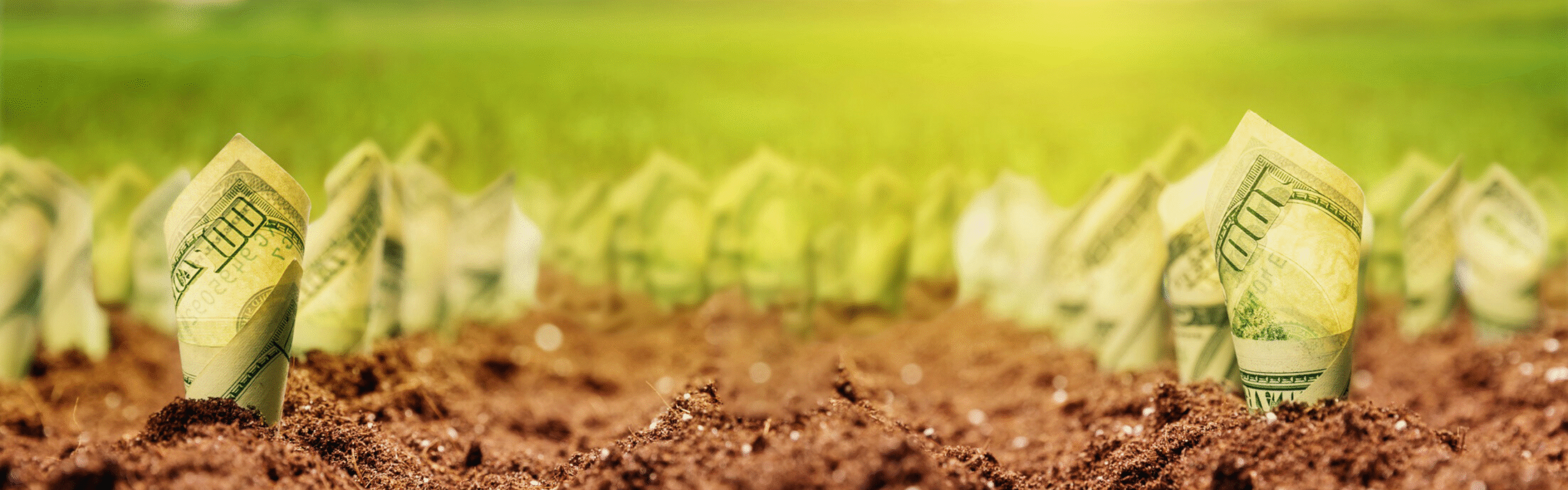 خلفية منتجات راية