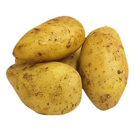 برنامج إرشادي لزراعة البطاطس