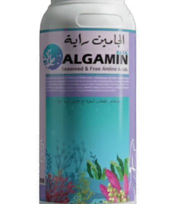 الجامين راية