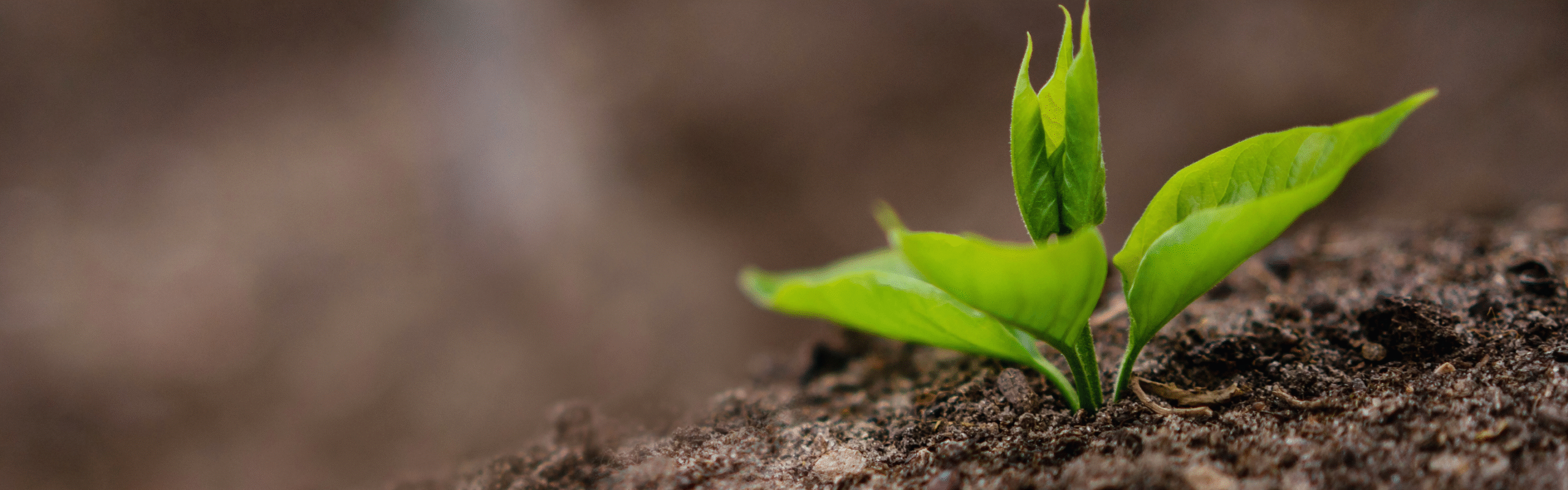 دراسات خاصة للأراضي خلفية